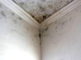 Reliable Centerville, OH Mold Removal & Remediation Solutions